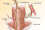 Esophagogastric junction morphology