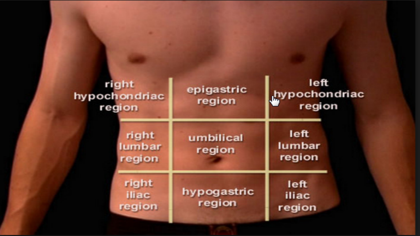 Abdomen перевод. Epigastrium перевод с английского.