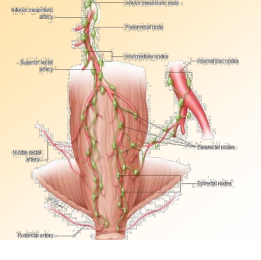 Anorectal Anatomy :قسمت اول اناتومی Rectum