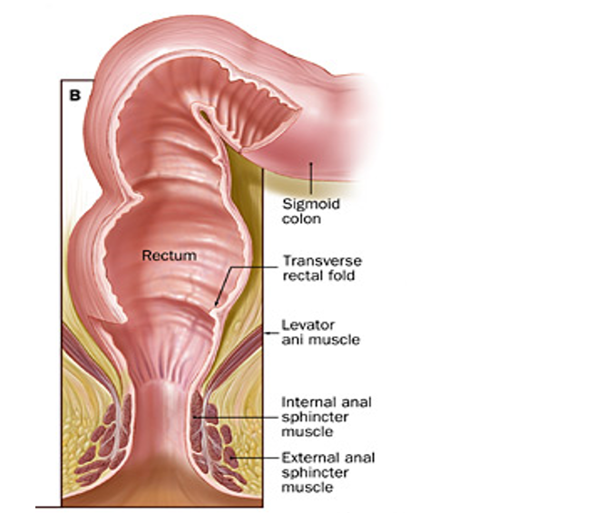 Строение прямой кишки и заднего прохода в разрезе у женщин фото